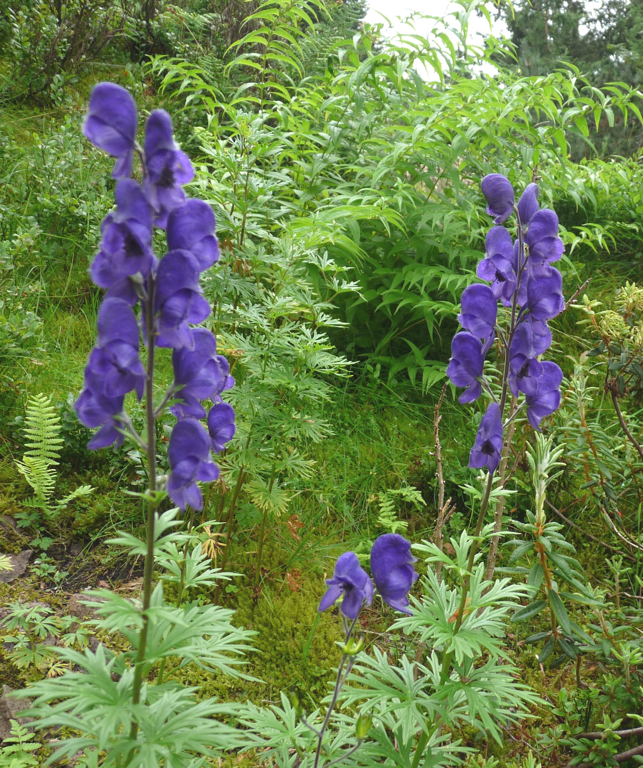 Aconitum napellus_Jardin bota d'Oberhof (Thuringe)_Photo Agnès FLOUR_Formationhomeo.com