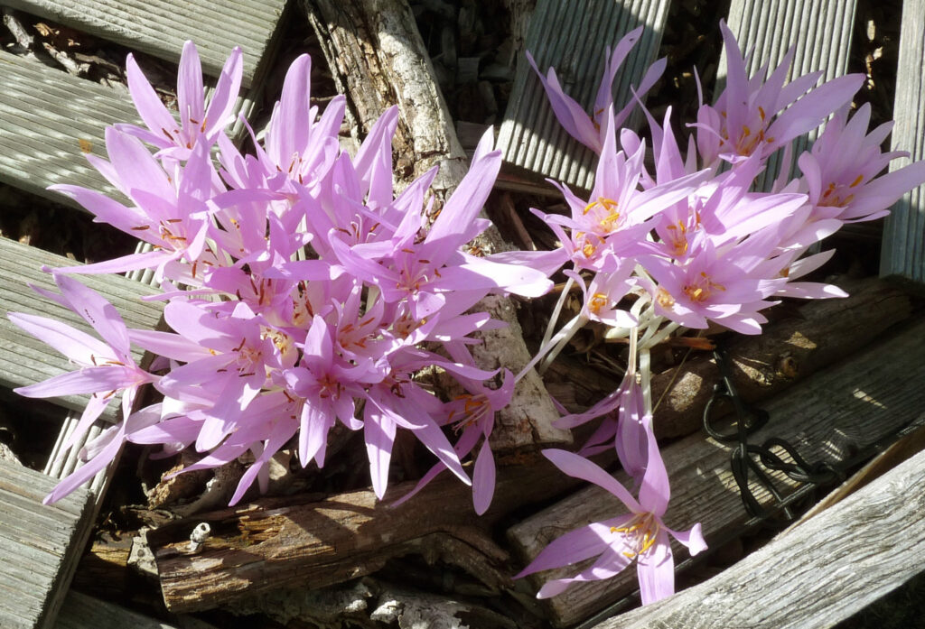 Colchicum autumnale_Photo Agnès FLOUR_Formationhomeo.com