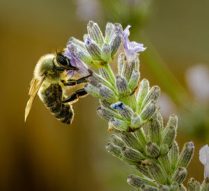 Crédit photo-unsplash-andreas-weilguny