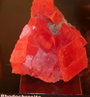Manganum - Photo Dr Agnès FLOUR