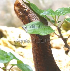 Les SERPENTS_Formationhomeo.com